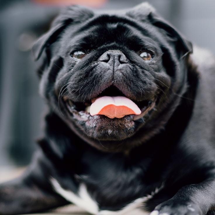 Portrait of Ravi meditation instructor